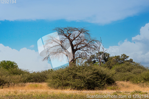 Image of Moremi game reserve landscape, Africa wilderness