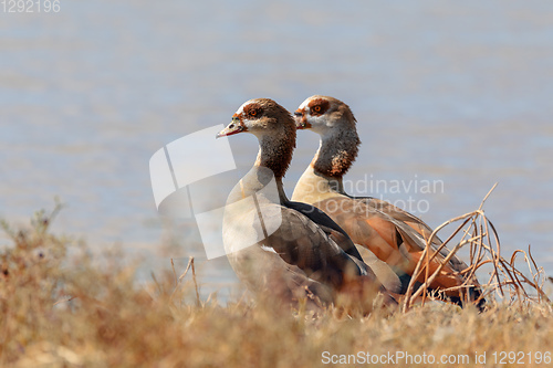 Image of Egyptian goose Moremi Botswana, Africa wilderness