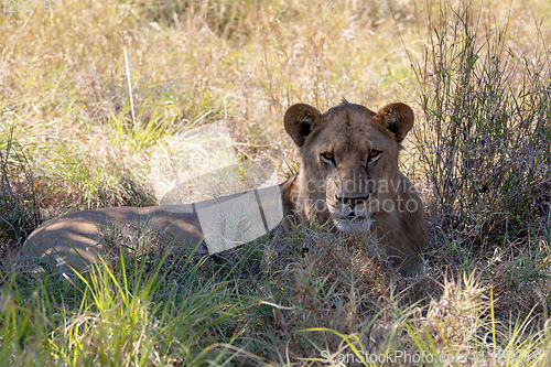 Image of lion without a mane Botswana Africa safari wildlife