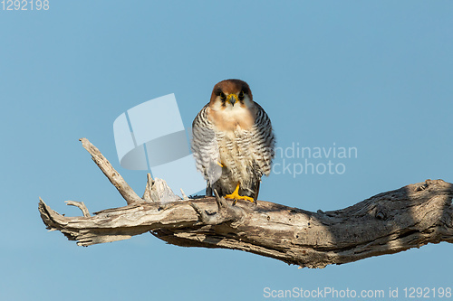 Image of red-necked falcon Namibia Africa safari wildlife