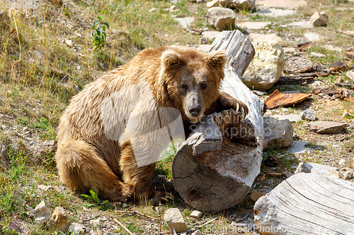 Image of big Himalayan brown bear