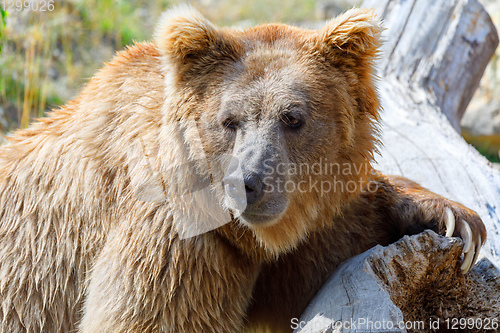 Image of big Himalayan brown bear