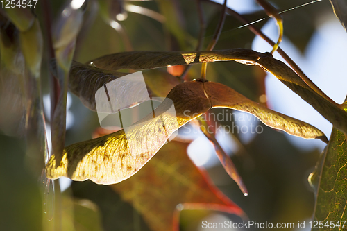 Image of maple seeds