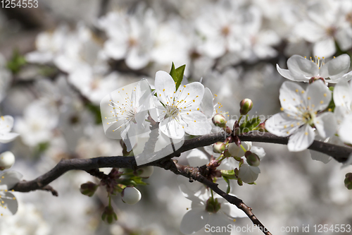 Image of white flowers of cherry