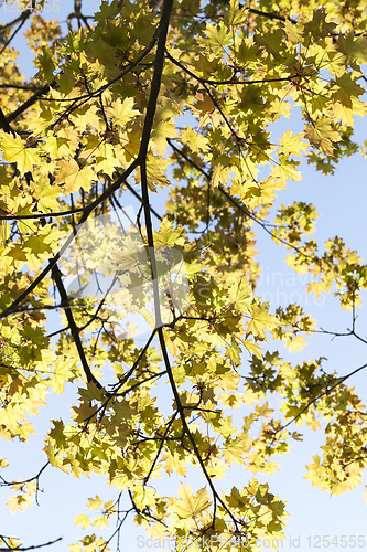 Image of bright yellow maple foliage