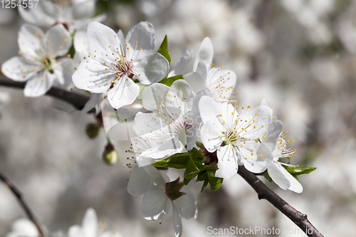 Image of white flowers of cherry