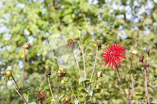 Image of the last red autumn flowers