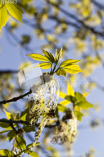 Image of beautiful flowering maple