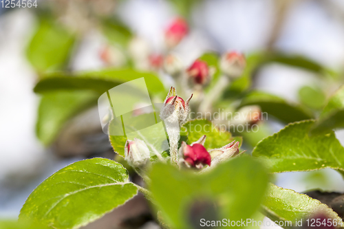 Image of red flowers