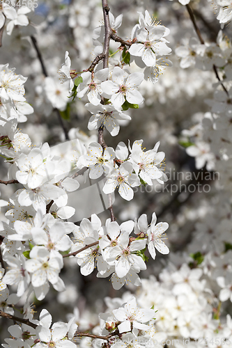 Image of white flowers of cherry