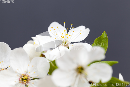 Image of white cherry flowers