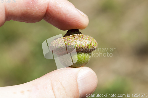 Image of oak acorn