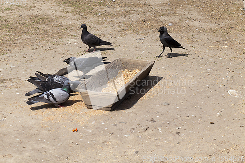 Image of old wooden trough