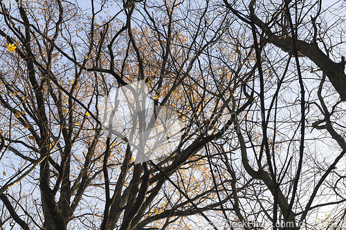 Image of deciduous trees without foliage