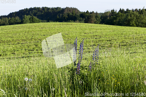 Image of agricultural field