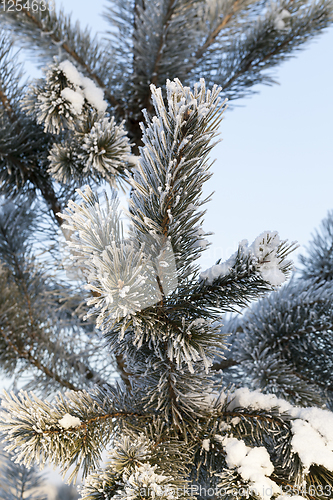 Image of Pines in the rime