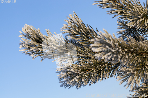 Image of Pines in frost