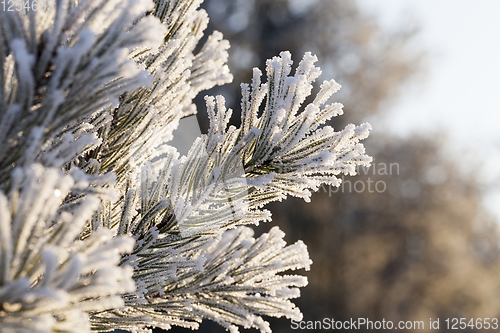 Image of Pines in the frost