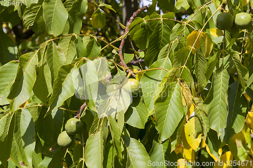 Image of green walnut