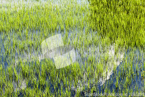 Image of water in a swamp