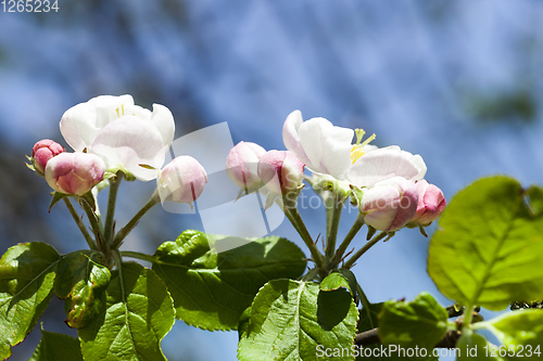 Image of blooming flowers