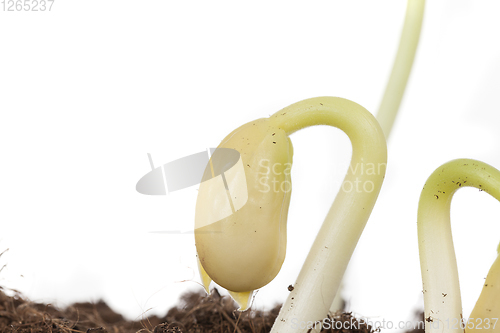 Image of bean sprout