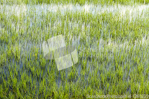 Image of water in a swamp