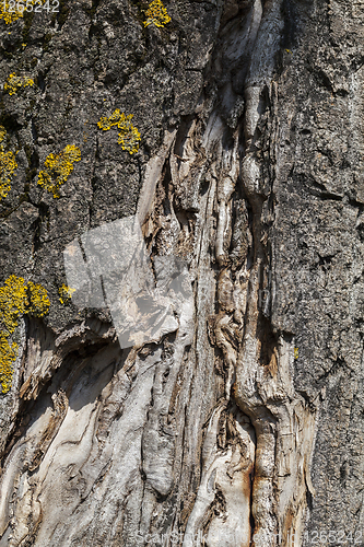 Image of bark old tree