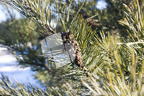 Image of small pine cones
