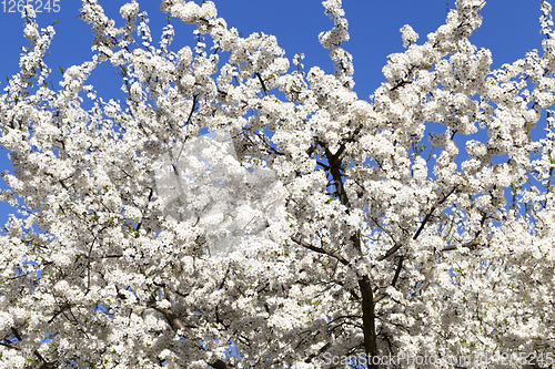 Image of blooming cherry