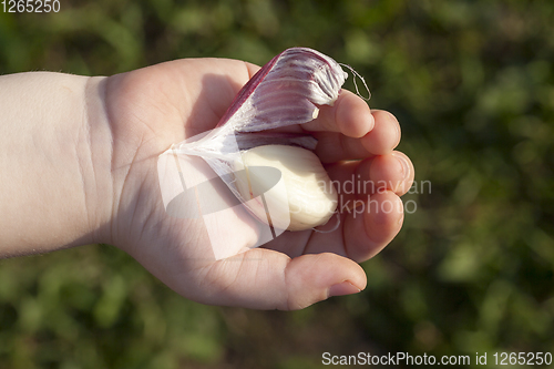 Image of peeled garlic