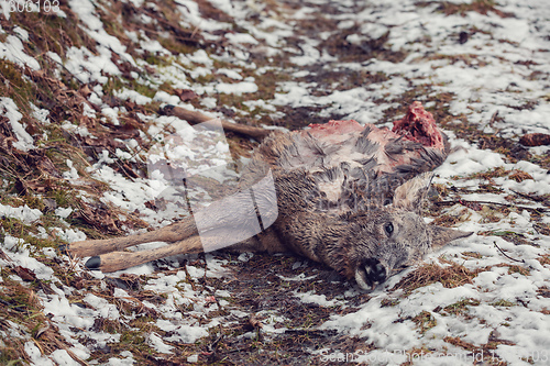 Image of Doe killed in the forest