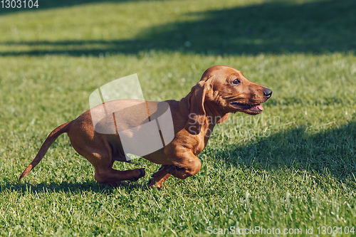 Image of cute female of brown dachshund