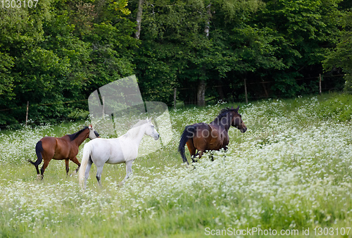 Image of horses running in spring pasture meadow