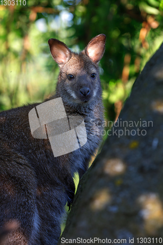 Image of Red-necked Wallaby (Macropus rufogriseus)