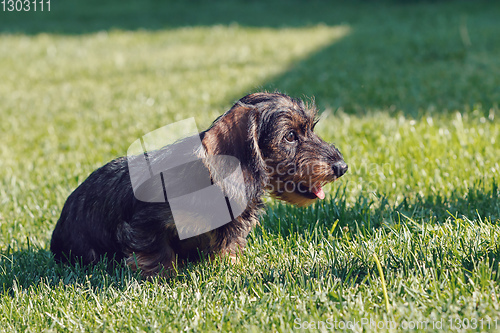 Image of cute female of brown dachshund