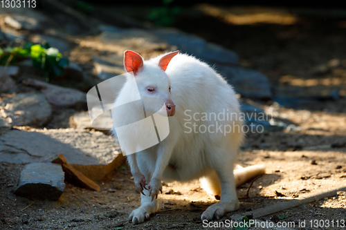 Image of Red-necked Wallaby albino