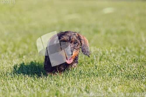 Image of cute female of brown dachshund
