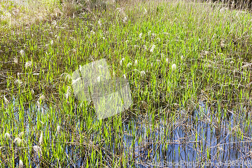 Image of grass on the lake