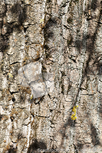 Image of spring trunk tree