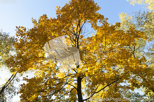 Image of yellowed maple trees in autumn