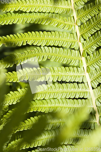 Image of green fern