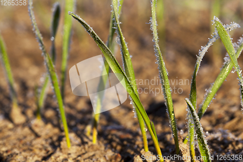 Image of new crop of wheat