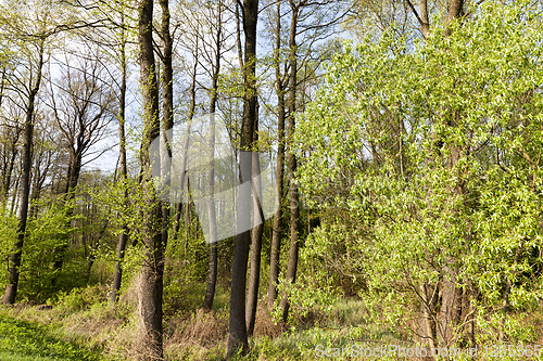 Image of spring deciduous forest