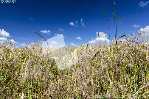 Image of weeds rye