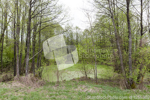 Image of marsh in the forest