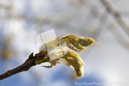 Image of maple spring