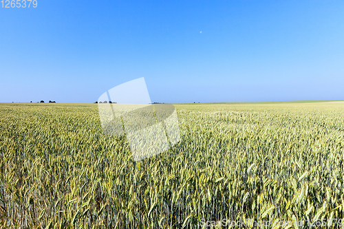 Image of green unripe cereal