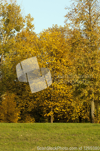 Image of linden autumn forest