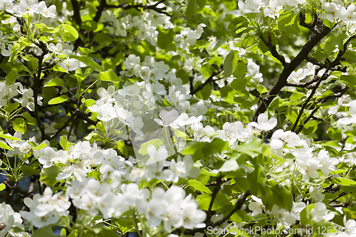 Image of white flowers tree